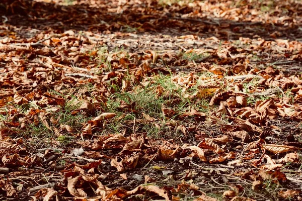 Folhas Outono Douradas Chão Floresta Fundos Natureza Sazonal Com Cores — Fotografia de Stock