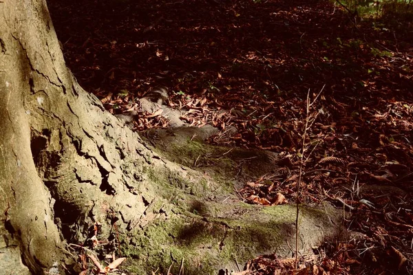 Hojas Doradas Otoño Suelo Del Bosque Fondos Naturaleza Estacional Con — Foto de Stock