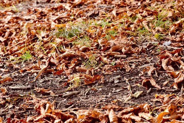 Goldene Herbstblätter Auf Dem Waldboden Saisonale Naturhintergründe Mit Warmen Herbstfarben — Stockfoto