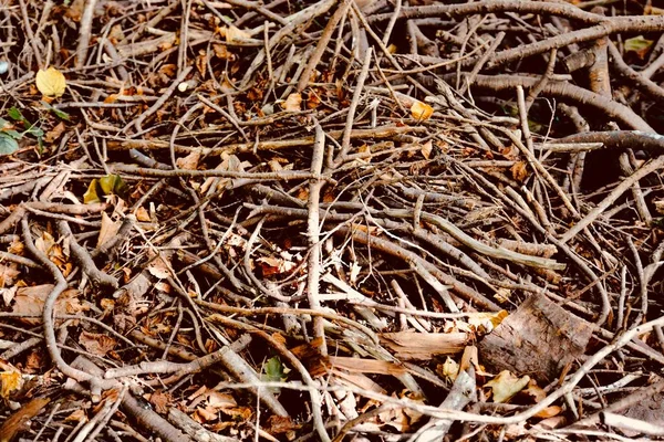 Daun Musim Gugur Emas Lantai Hutan Latar Belakang Alam Musiman — Stok Foto