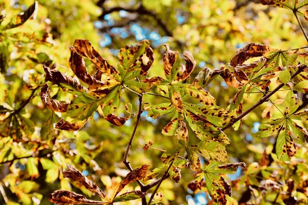 Gyllene Höstlöv Skogsbotten Säsongsbetonad Natur Med Varma Höstfärger — Stockfoto