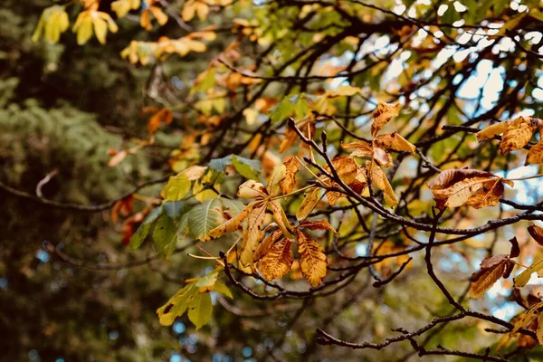 Skogsmark Och Skogspromenader När Hösten Närmar Sig Bladen Börjar Falla — Stockfoto