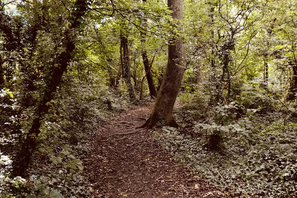 Woodland and forest walks as Autumn approaches. The leaves start to fall and cover the floor with a golden carpet.