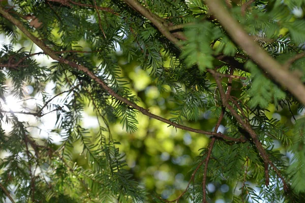 Fundo Natureza Flora Fauna Nos Pisos Florestais Reino Unido Condições — Fotografia de Stock