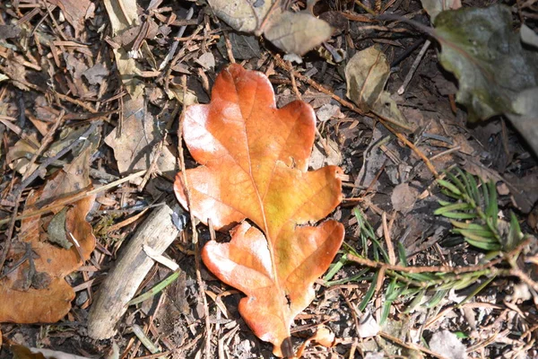 Foglie Autunno Dorate Sul Fondo Della Foresta Sfondi Naturali Stagionali — Foto Stock