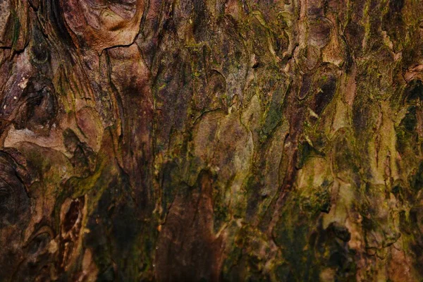 Texture Écorce Des Arbres Arrière Plan Des Forêts Des Forêts — Photo