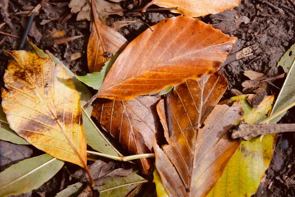 Foglie Autunno Dorate Sul Fondo Della Foresta Sfondi Naturali Stagionali — Foto Stock