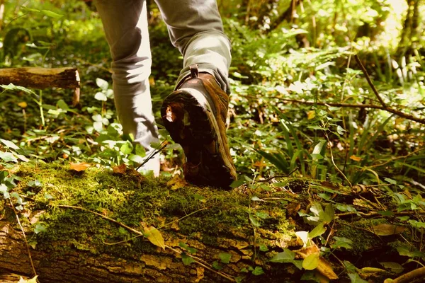 Caminar Por Bosque Hacer Senderismo Campo Caminando Por Bosque Haciendo —  Fotos de Stock