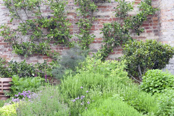 Giardino Estivo Erbe Aromatiche Con Rosmarino Coltivato Biologicamente Salvia Cipollotto — Foto Stock