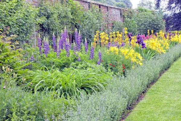 Colorati Fiori Cottage Fiore Nel Giardino Inglese Murato Dopo Pioggia — Foto Stock