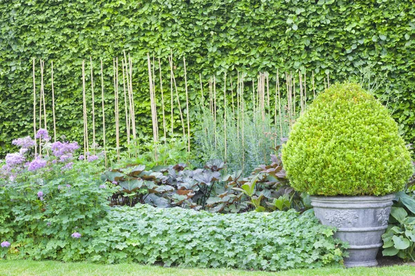 Evergreen boxus topiary cone shape in ornamental pot in an english landscaped garden with cottage flowers, against leafy hedge .