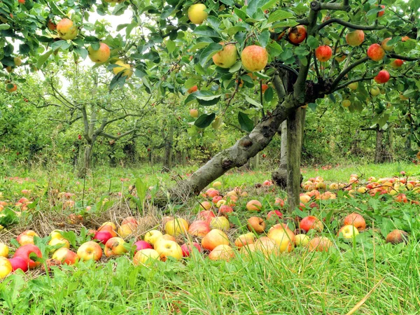 Huerto Frutas Ecológicas Con Manzanas Rojas Amarillas Maduras Ramas Suelo — Foto de Stock