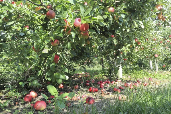 Herbstlicher Obstgarten Mit Obstbäumen Voller Roter Äpfel Und Reifer Boden lizenzfreie Stockfotos