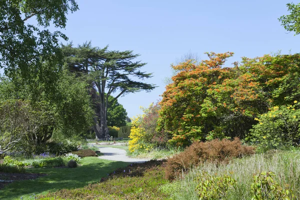 Park Flowering Colorful Azalea Rhododendron Plants Spring Flowers Mature Trees — Stock Photo, Image