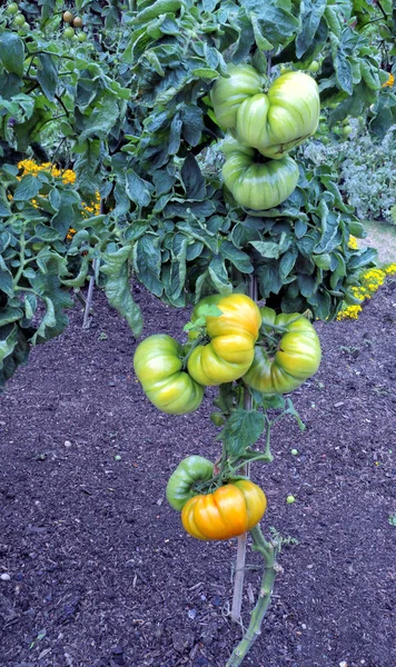 Maduración Tomates Grandes Gruesos Vid Jardín Verano —  Fotos de Stock