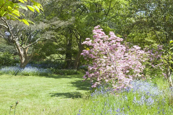 草路穿过风信子 忘记我不是盛开的花朵 在一个阳光明媚的英国花园里 在一个阳光明媚的春日 — 图库照片