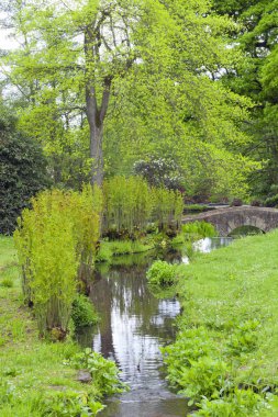Kıvrımlı kır çiçeği çayırları, eğrelti otları, genç yaprak yeşil ağaçlar, eski taş köprü, İngilizce kırsal park, erken bahar akış .
