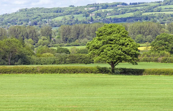 Alberi Frondosi Mezzo Verde Campo Agricolo Circondato Siepi Boschi Con — Foto Stock