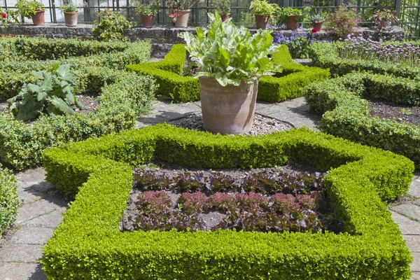 Cultivo Verduras Hierbas Parcelas Setos Recortados Forma Jardín Inglés Verano —  Fotos de Stock