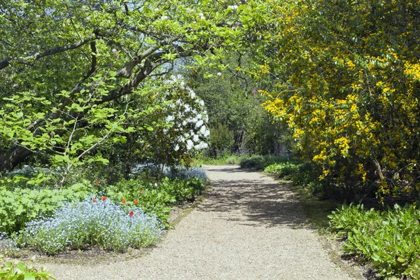 宁静的人行道在春天的花园与白色开花杜鹃 蓝色忘了我没有 在一个英国郊野公园 在一个春天阳光明媚的日子 — 图库照片