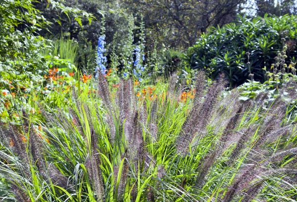 Långa Gräs Blommor Blommar Sommar Engelsk Trädgård — Stockfoto