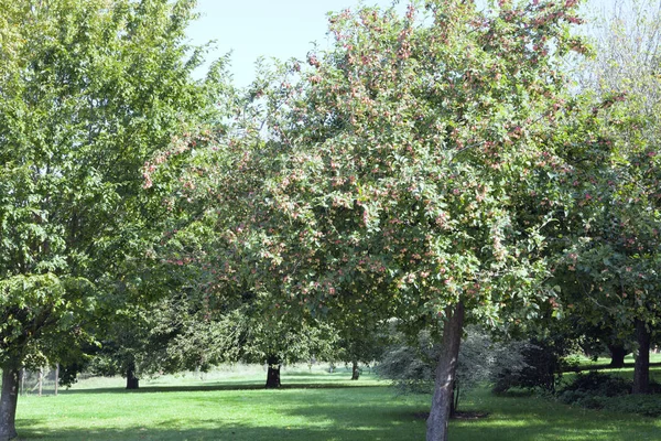 Яблоня Полными Спелыми Плодами Саду Английском Пригороде Летний День — стоковое фото