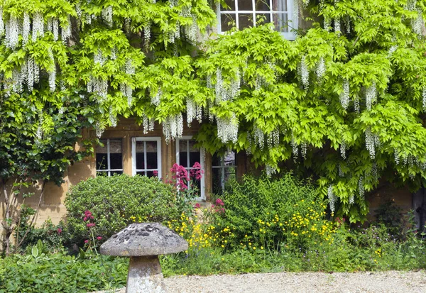 Front cottage garden with white wisteria in bloom on stone wall and colourful flowers around mushroom ornament, Cotswolds, United Kingdom .