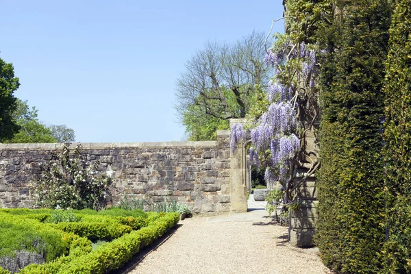 Giardino Soleggiato Con Glicine Viola Fiorito Muro Pietra Piccole Piante — Foto Stock