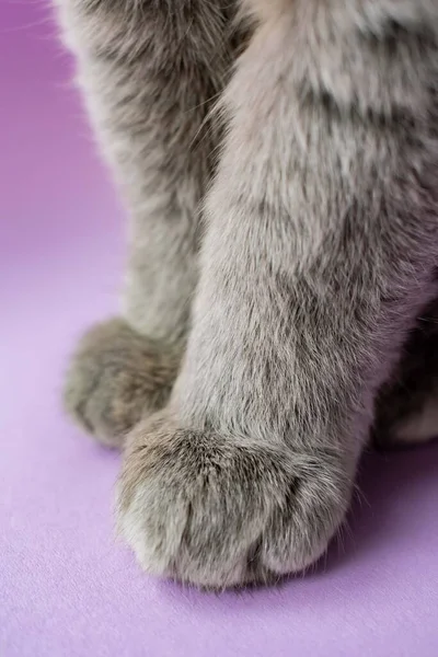 scottish fold cat, close up, gray cat\'s paws on the lilac background