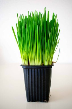yeşil filizlenmiş yulaflar beyaz arka planda bir tencerede