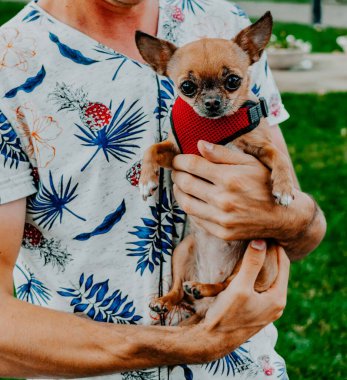 Parlak tişörtlü adam elinde bir chihuahua tutuyor.