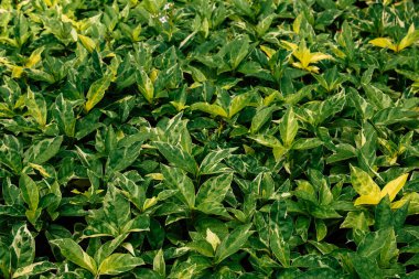 Küçük yeşil yapraklar büyüyor. Yağmurdan sonra yapraklardaki su damlaları onu doğal güneş ışığı yapar ve parlak yeşil doğal bir arka plana sahiptir. seçici odak.