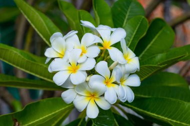 Plumeria ağacında beyaz tesisat, frangipani tropikal çiçekleri. Işıkta çiçek açan Plumeria çiçekleri bulanık arka planda. Frangipani kapat. Romantik dekorasyon için çiçek arkaplanı. Sağlık ve Spa konsepti. Tayland