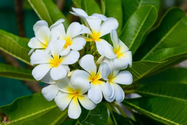 Plumeria ağacında beyaz tesisat, frangipani tropikal çiçekleri. Işıkta çiçek açan Plumeria çiçekleri bulanık arka planda. Frangipani kapat. Romantik dekorasyon için çiçek arkaplanı. Sağlık ve Spa konsepti. Tayland