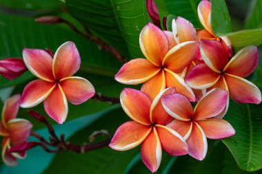 Tesisat ağacında pembe tesisat, frangipani tropikal çiçekleri. Işıkta çiçek açan Plumeria çiçekleri bulanık arka planda. Frangipani kapat. Romantik dekorasyon için çiçek arkaplanı. Sağlık ve Spa konsepti. Tayland