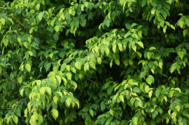 Ağlayan incir ya da incir ağacı. İncir ağacı bitkisinin yaprakları. Ficus benjamina. Yağmurdan sonraki akşam..