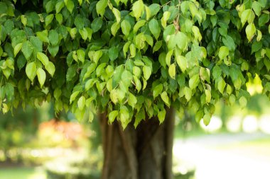 Parktaki çimlerin üzerinde orta büyüklükte yeşil yapraklar yetiştiren incir ağacı. Resmin ortasındaki sandığı gördüm. kopyalama alanı. Arkaplan.