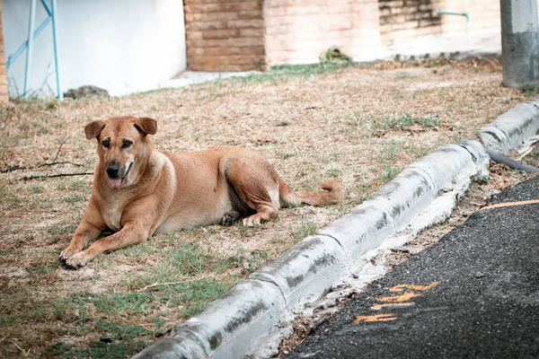 Brown Bitch Stray Dog Resting Grass Street Looking Ahead Sad — Foto Stock