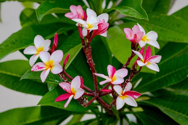 Tesisat Ağacında Pembe Tesisat Frangipani Tropikal Çiçekleri Işıkta Çiçek Açan — Stok fotoğraf
