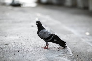 Betondaki siyah gri güvercin. Güvercin. Vintage tarzı Siyah Güvercin.