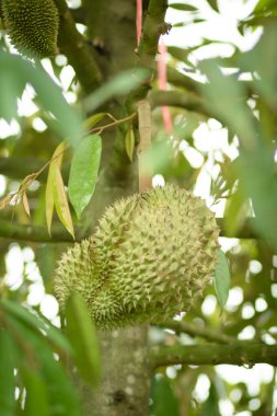 Bahçedeki ağaçta çiğ taze Durian. Tayland 'da tropikal meyvelerin kralı.