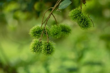 Yeşil Rambutan bir çilektir ve hasat edilemez. Hasat zamanı geldiğinde Rambutan kıpkırmızı olur. Rambutan bahçedeki Rambutan ağaçlarında. odak seç.