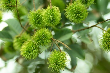 Yeşil Rambutan bir çilektir ve hasat edilemez. Hasat zamanı geldiğinde Rambutan kıpkırmızı olur. Rambutan bahçedeki Rambutan ağaçlarında. odak seç.