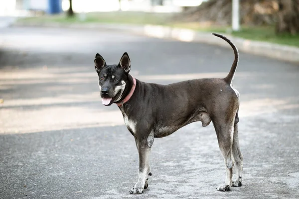 公園内の道路の真ん中に立っている男性 灰色のタイ犬 — ストック写真