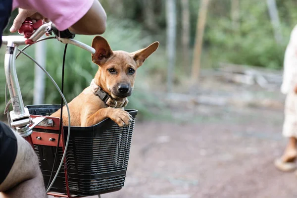 Piccolo Cane Thailandese Marrone Sedersi Cestino Della Bicicletta Umore Fresco — Foto Stock