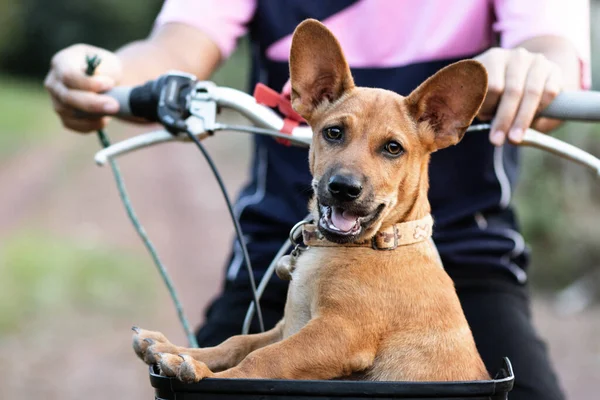 Piccolo Cane Thailandese Marrone Sedersi Cestino Della Bicicletta Umore Fresco — Foto Stock