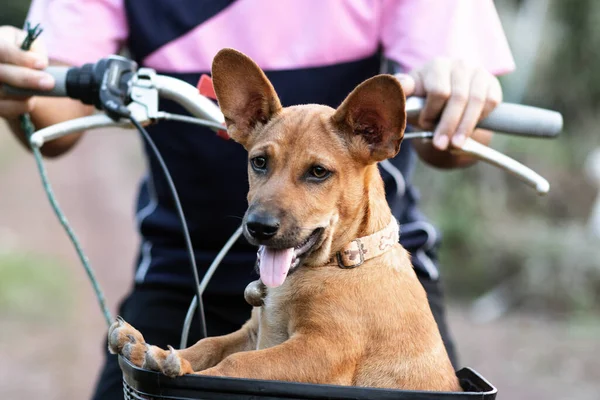 Piccolo Cane Thailandese Marrone Sedersi Cestino Della Bicicletta Umore Fresco — Foto Stock