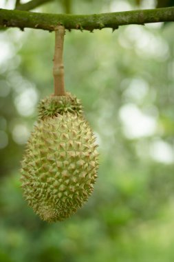 Bahçedeki ağaçta çiğ taze Durian. Tayland 'da tropikal meyvelerin kralı.