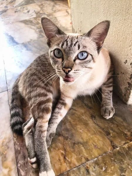 Kitten with blue eyes. A beautiful domestic tabby cat with a long mustache lies on theBrown marble tile flooring and squints with pleasure in the sunlight.