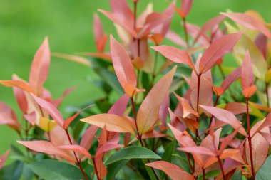 Christina, Noel teması olarak kırmızı ve yeşil yapraklı çalı ağaçları. Eski tarz. yeşil arkaplan.